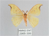 彎黑黃鉤蛾藏品圖，第2張