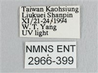 彎黑黃鉤蛾藏品圖，第3張