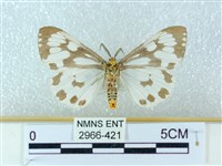 粉蝶燈蛾藏品圖，第2張