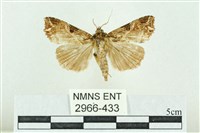 粉紅帶散紋夜蛾藏品圖，第1張