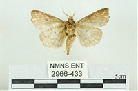 粉紅帶散紋夜蛾藏品圖，第2張