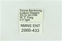 粉紅帶散紋夜蛾藏品圖，第3張