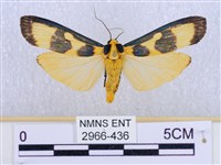 閃光苔蛾藏品圖，第1張