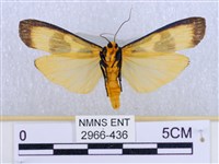 閃光苔蛾藏品圖，第2張