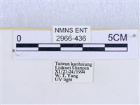 閃光苔蛾藏品圖，第3張