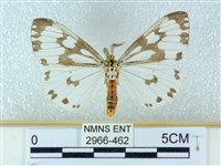 粉蝶燈蛾藏品圖，第1張