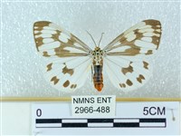 粉蝶燈蛾藏品圖，第1張