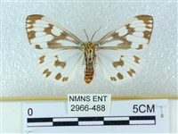 粉蝶燈蛾藏品圖，第2張