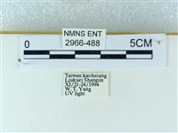 粉蝶燈蛾藏品圖，第3張