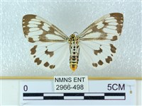 粉蝶燈蛾藏品圖，第1張