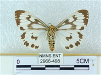 粉蝶燈蛾藏品圖，第2張