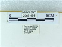 粉蝶燈蛾藏品圖，第3張