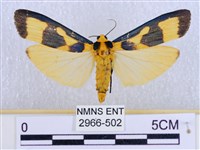 閃光苔蛾藏品圖，第1張