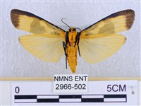 閃光苔蛾藏品圖，第2張