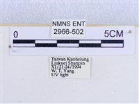 閃光苔蛾藏品圖，第3張