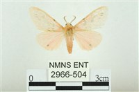 三條橙燈蛾藏品圖，第1張