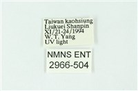 三條橙燈蛾藏品圖，第3張