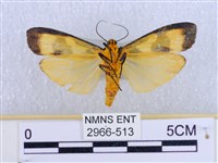 閃光苔蛾藏品圖，第2張