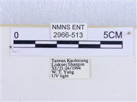 閃光苔蛾藏品圖，第3張