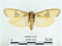 閃光苔蛾藏品圖，第2張