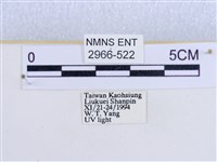 閃光苔蛾藏品圖，第3張