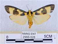 閃光苔蛾藏品圖，第1張