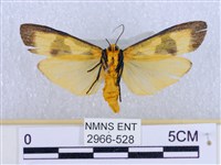 閃光苔蛾藏品圖，第2張