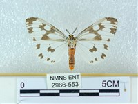 粉蝶燈蛾藏品圖，第1張