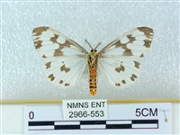 粉蝶燈蛾藏品圖，第2張