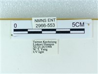 粉蝶燈蛾藏品圖，第3張