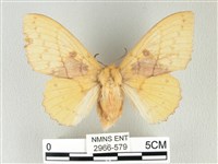 青枯葉蛾藏品圖，第1張