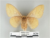 青枯葉蛾藏品圖，第2張