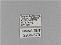 青枯葉蛾藏品圖，第3張