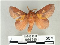 竹黃斜帶枯葉蛾藏品圖，第1張