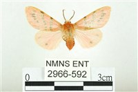 三條橙燈蛾藏品圖，第1張