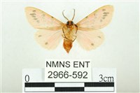 三條橙燈蛾藏品圖，第2張