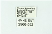 三條橙燈蛾藏品圖，第3張