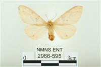 三條橙燈蛾藏品圖，第1張