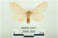 三條橙燈蛾藏品圖，第2張