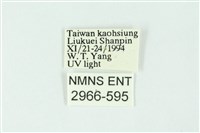 三條橙燈蛾藏品圖，第3張