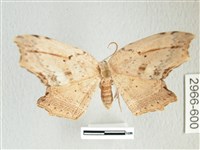 凹角鉤蛾藏品圖，第1張