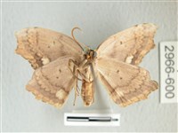 凹角鉤蛾藏品圖，第2張