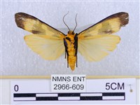 閃光苔蛾藏品圖，第2張