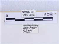 閃光苔蛾藏品圖，第3張