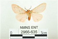 三條橙燈蛾藏品圖，第1張