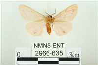 三條橙燈蛾藏品圖，第2張