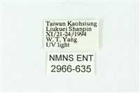 三條橙燈蛾藏品圖，第3張