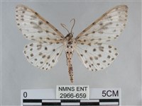 大胡麻斑星尺蛾藏品圖，第1張