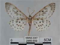 大胡麻斑星尺蛾藏品圖，第2張