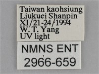 大胡麻斑星尺蛾藏品圖，第3張